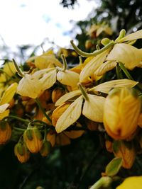 Close-up of yellow flowers