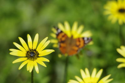 Close-up of bee on yellow flower