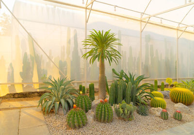 Plants growing in greenhouse