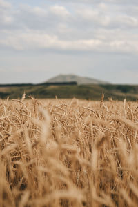 High angle view of stalks in field against sky