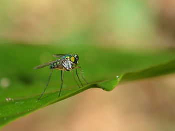 Close-up of insect on leaf