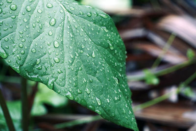 Close-up of raindrops on leaf