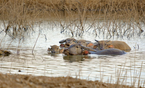 View of duck swimming in lake during winter
