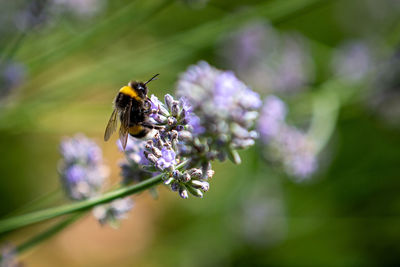 Close-up of bumblebee pollinating on lavender