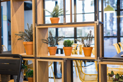 Close-up of potted plants on table