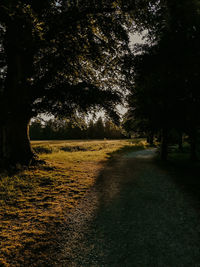 Empty road along trees