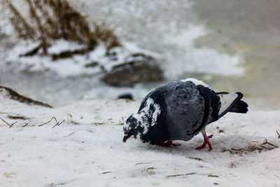 View of a bird drinking water