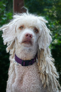 Portrait of a white spanish waterdog with cute hairstyle