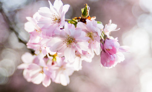 Close-up of pink flowers on tree