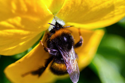 Close-up of bee pollinating on flower