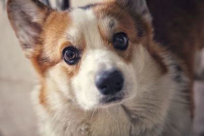 Close-up portrait of dog