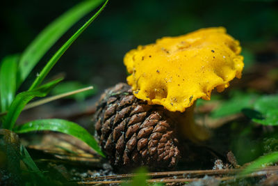 Close-up of yellow mushroom growing on land