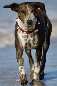 Portrait of dog on beach