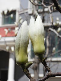Close-up of flowering plant