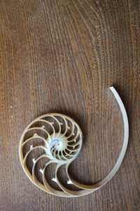 High angle view of shells on table