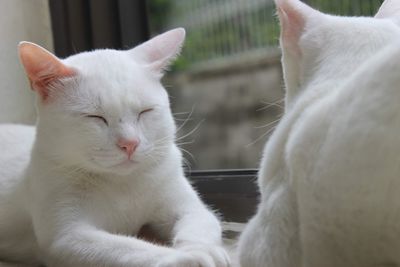 Close-up of cat resting