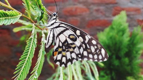 Close-up of butterfly on plant