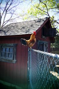 Low angle view of rooster on building