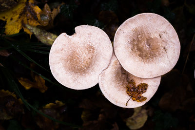 Close-up of mushrooms