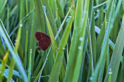 Butterfly on wet grass during rainy season