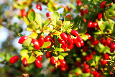 Close-up of red leaves