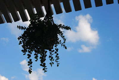 Low angle view of tree against sky