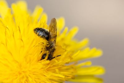 Close-up of insect on yellow flower