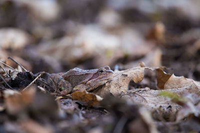 Frog on plants