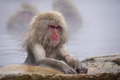 Monkey looking away on rock