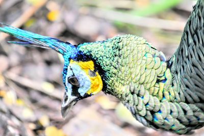 Close-up of parrot perching on branch