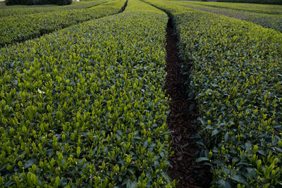 Scenic view of corn field