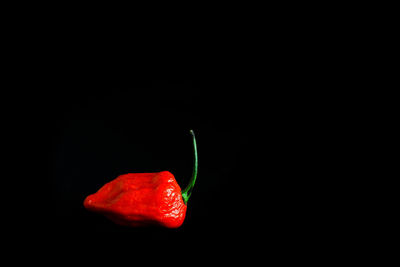 Close-up of red flower over black background