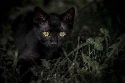 Portrait of black cat