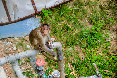 Monkey sitting on grass