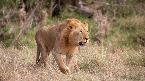 View of a cat walking on grass