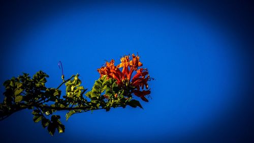 Low angle view of autumn leaves against blue sky