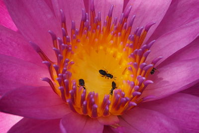Close-up of honey bee on flower