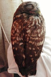 Close-up of owl perching