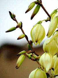 Close-up of flowers growing on plant