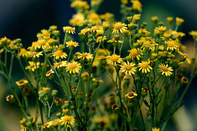 Close-up of yellow flowers blooming on field