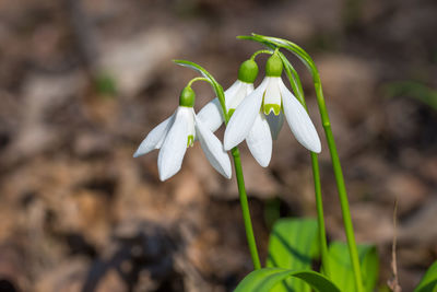 Close-up of white flowering plant