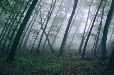 Trees in forest