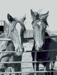 Close-up of two horses