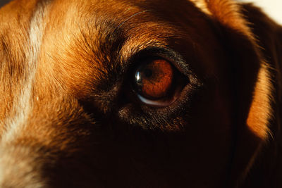 Close-up portrait of a dog