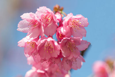 Close-up of fresh pink flowers blooming against sky