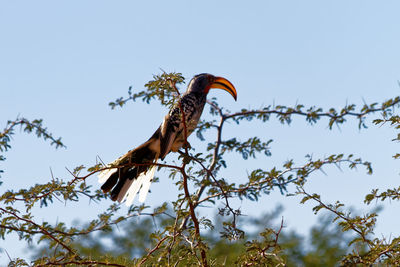 Low angle view of eagle flying against sky