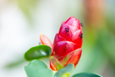 Close-up of pink rose flower