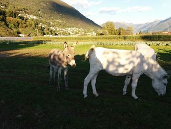 Horses grazing on field