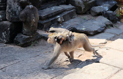 High angle view of monkeys sitting outdoors