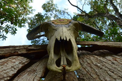 Low angle view of animal skull on tree